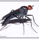 Image of Darwin's Stiletto Fly