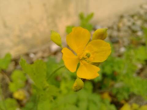 Image of celandine