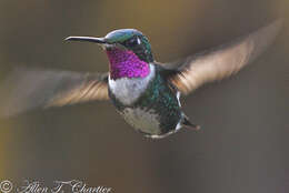 Image of White-bellied Woodstar