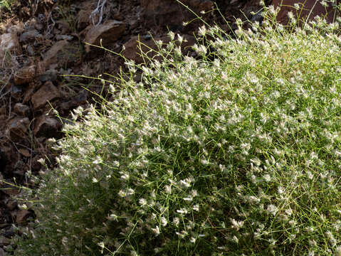 Image of Convolvulus virgatus Boiss.