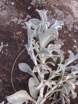 Image of Helichrysum argyrophyllum DC