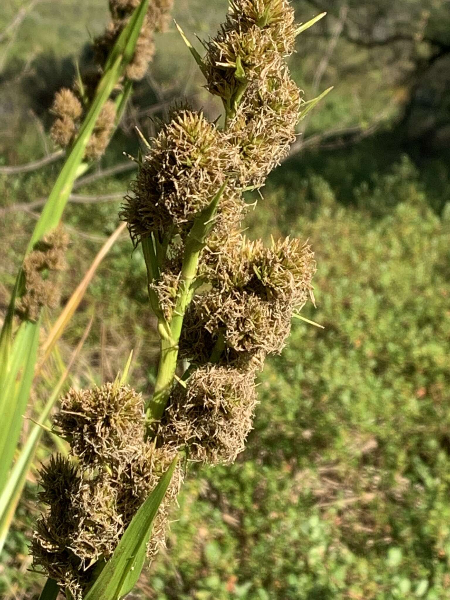 Plancia ëd Carpha glomerata Nees