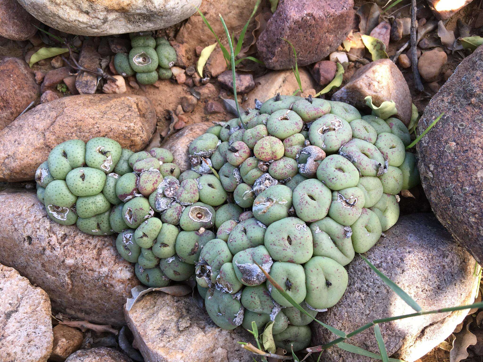 Image of Conophytum truncatum (Thunb.) N. E. Br.