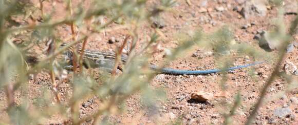 Image of Aspidoscelis inornatus (Baird 1859)