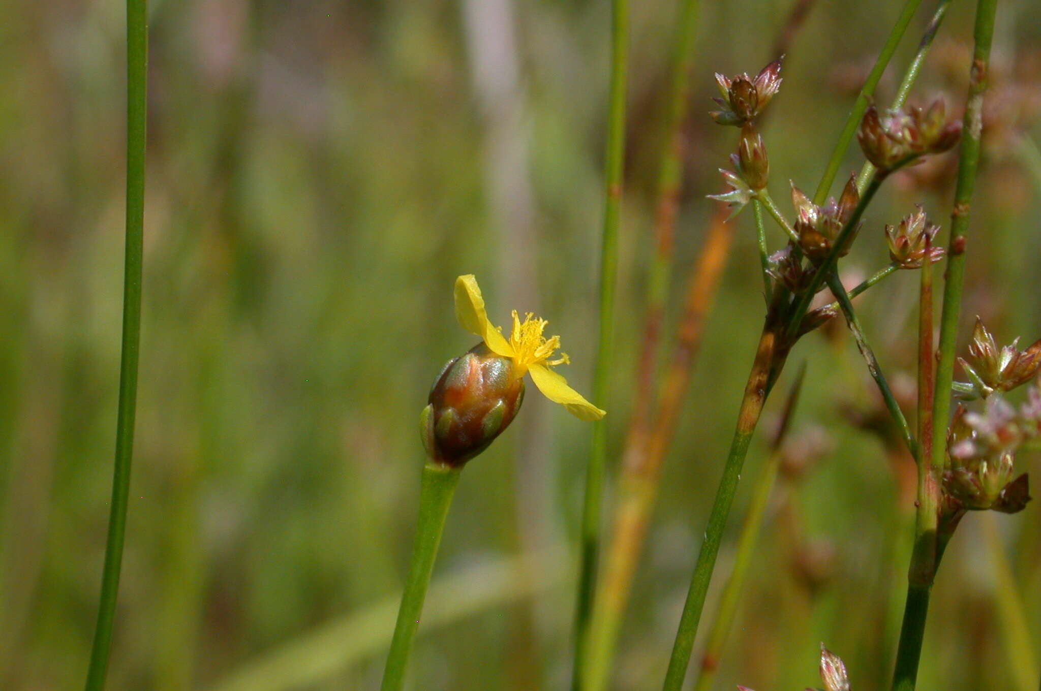 Image of bog yelloweyed grass