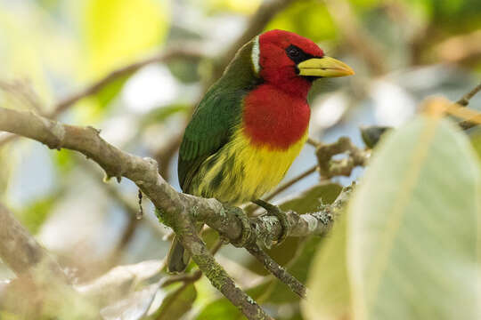 Image of Red-headed Barbet