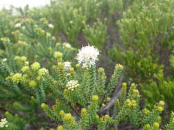 Image of Agathosma apiculata E. Mey. ex Bartl. & Wendl. fil.