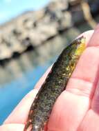 Image of Striped Kelpfish