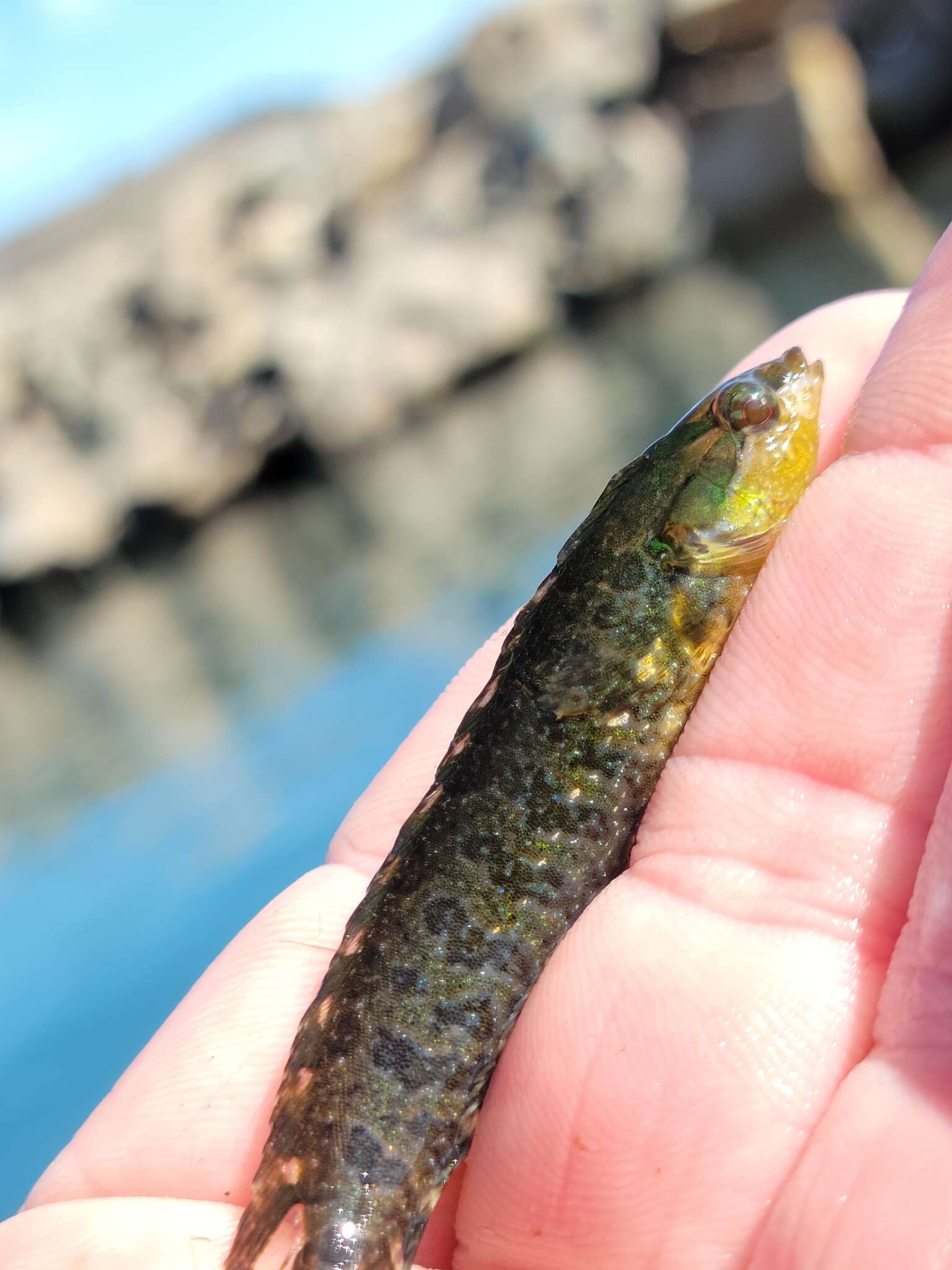 Image of Striped Kelpfish