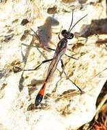 Imagem de Ammophila heydeni Dahlbom 1845