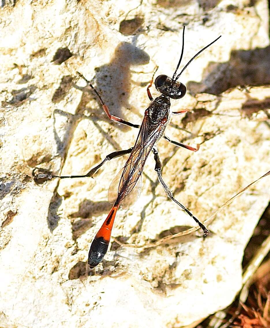 Imagem de Ammophila heydeni Dahlbom 1845