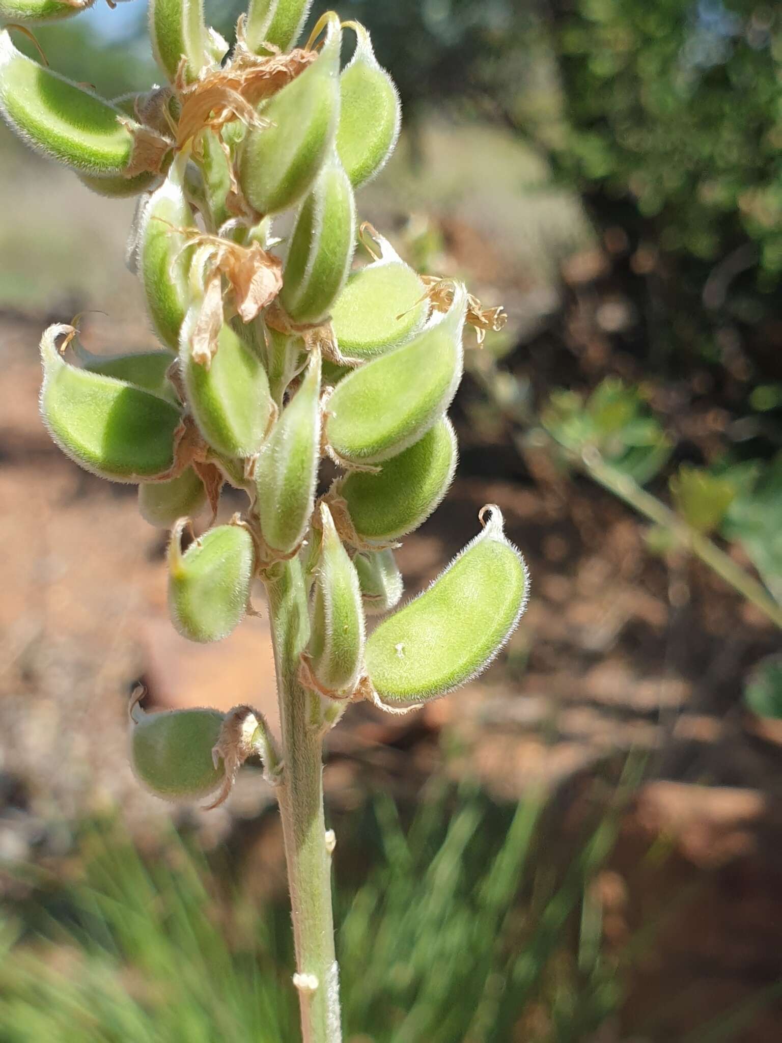 Imagem de <i>Tephrosia zoutpansbergensis</i>