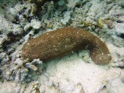 Image of Brownfish