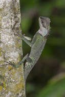 Image of Brown Pricklenape