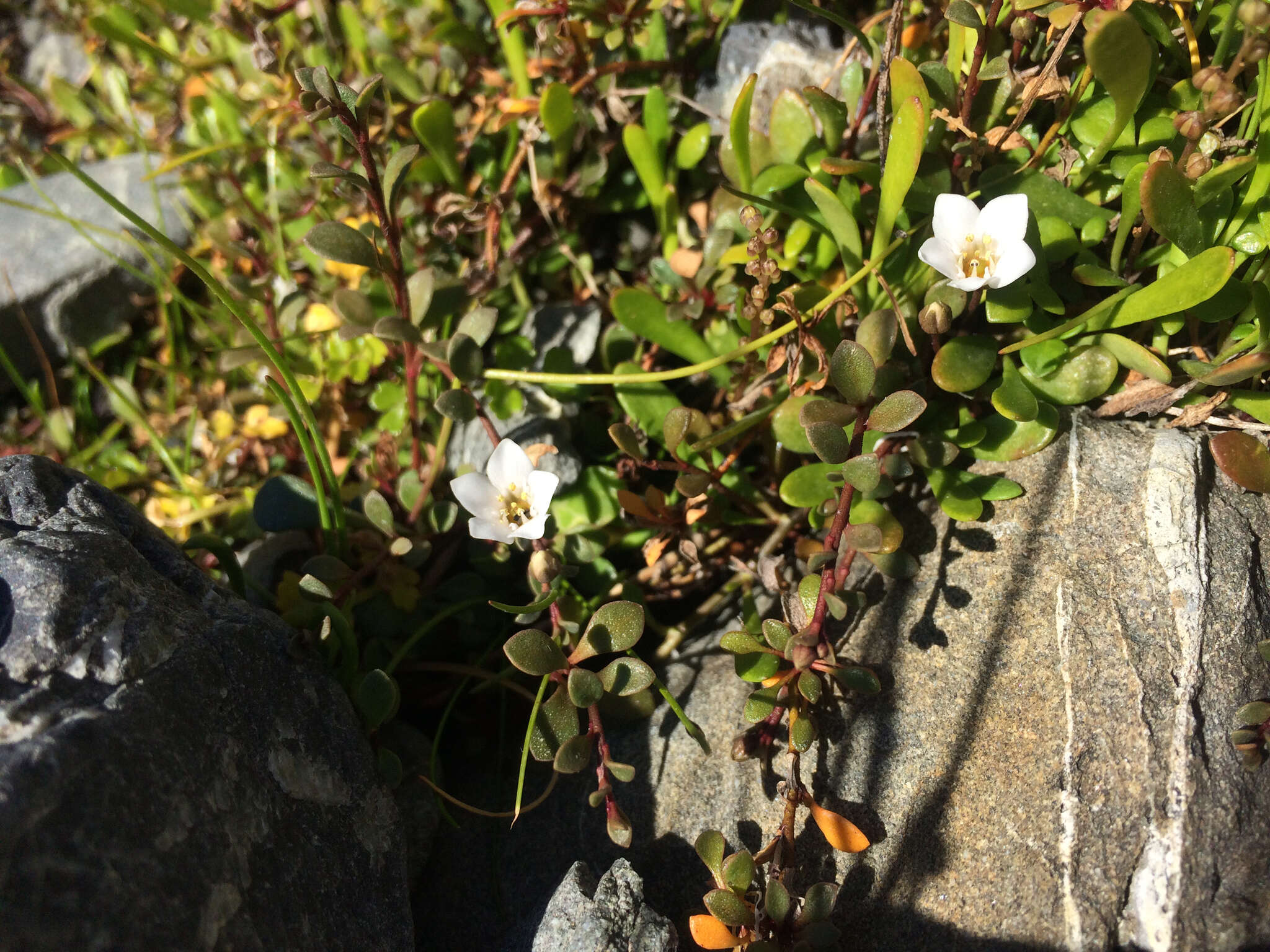 Image of Samolus repens var. repens