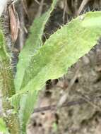 Image of Noticastrum calvatum (Baker) Cuatrec.