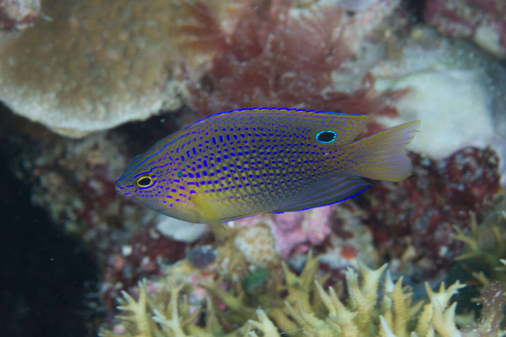 Image of Ocellate damselfish