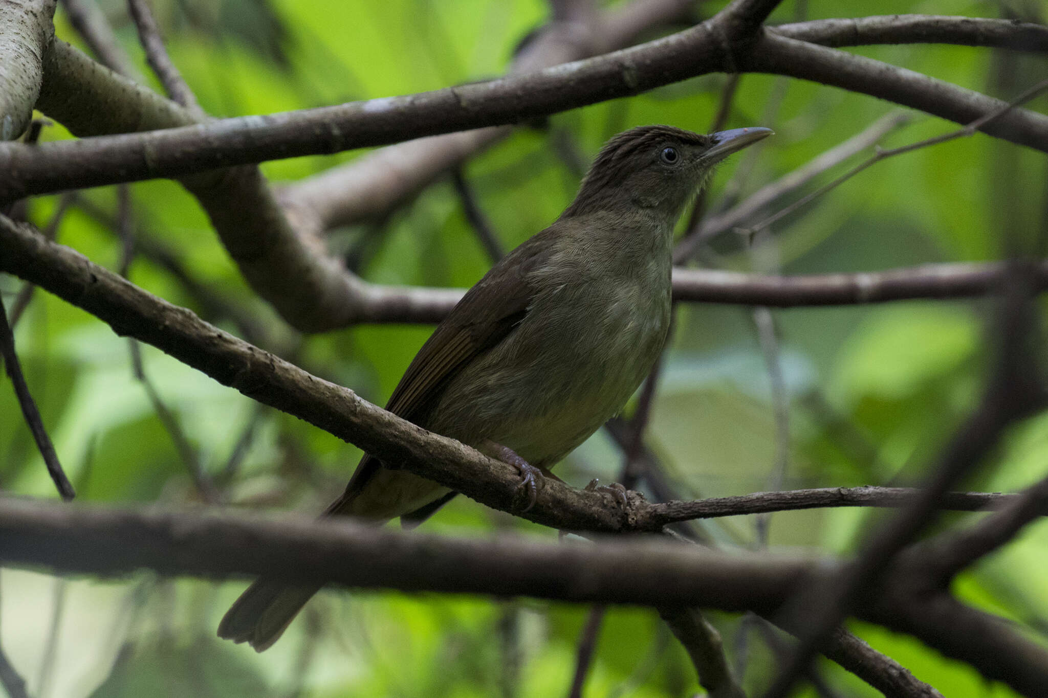 Image of Charlotte's Bulbul