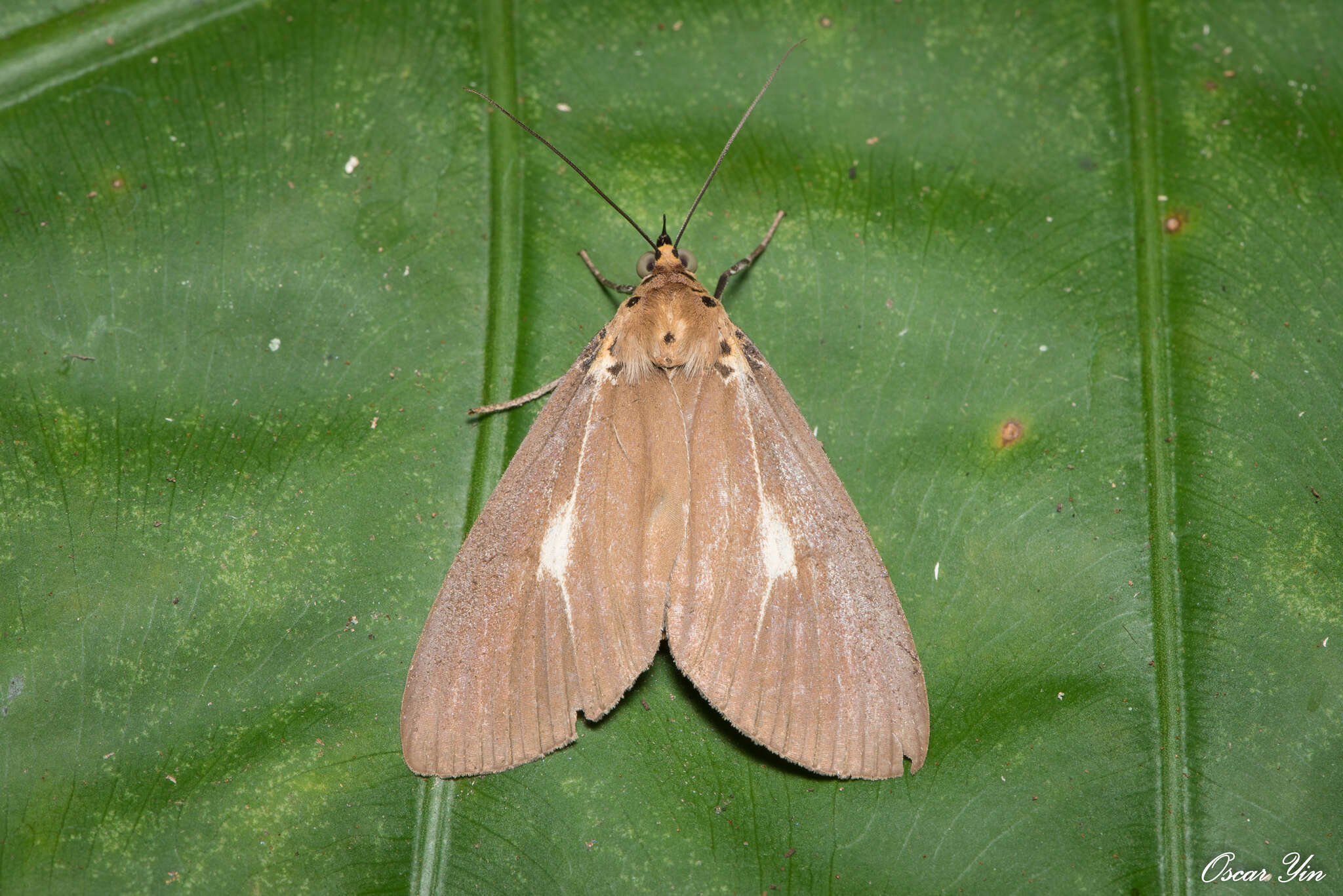 Image of Asota heliconia zebrina (Butler 1877)