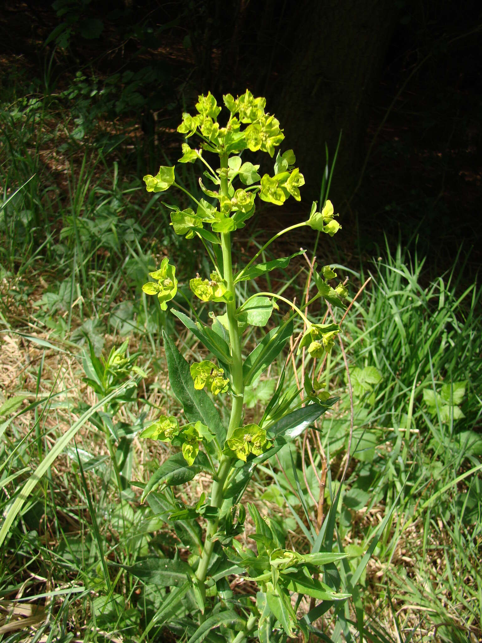 Sivun Euphorbia lucida Waldst. & Kit. kuva