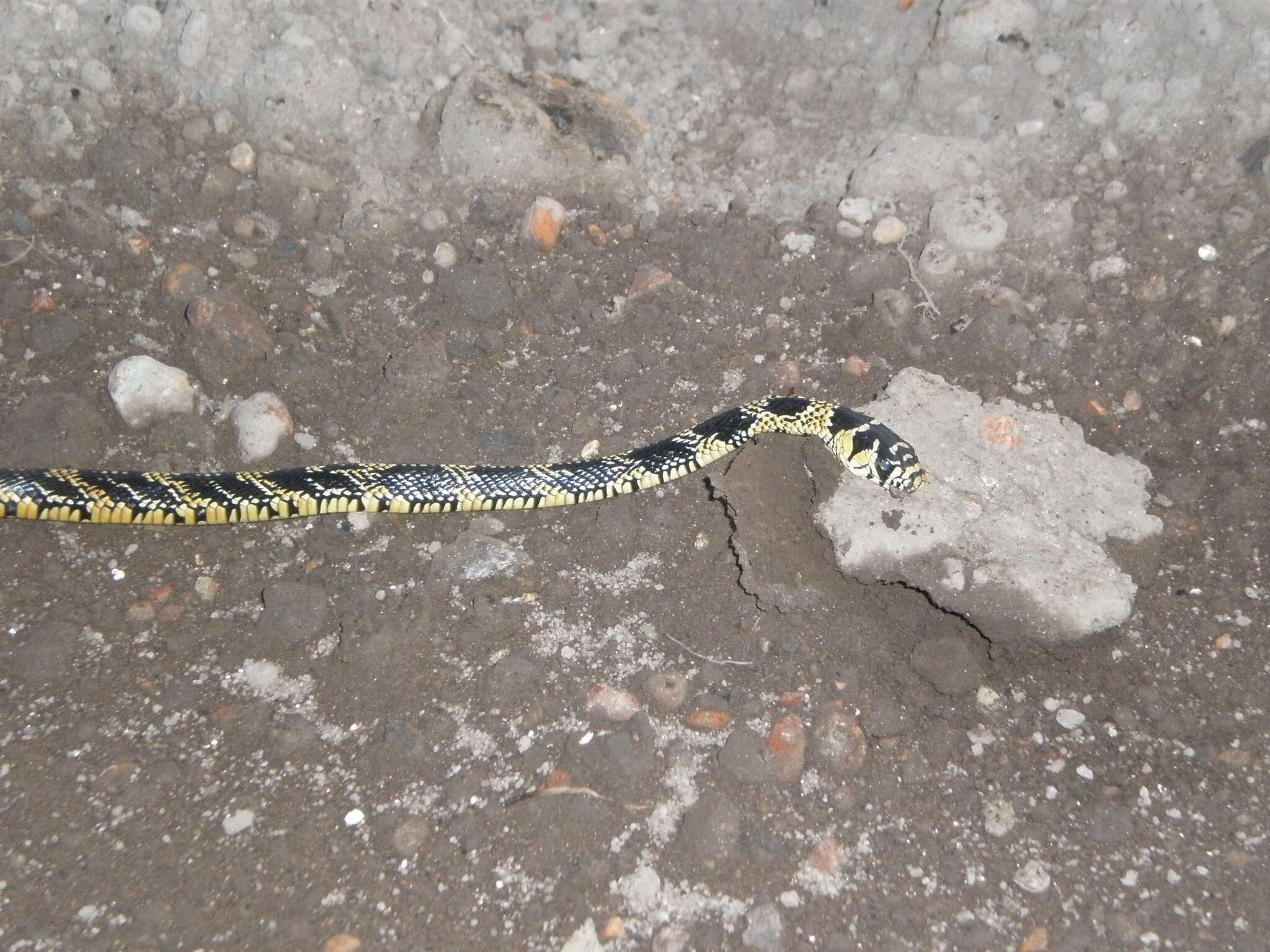 Image of Chicken Snake