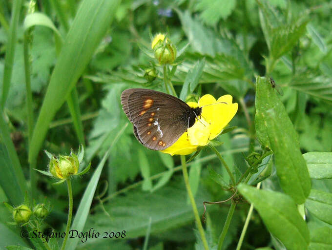 Erebia turanica Erschoff 1876 resmi