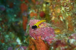 Image of Yellow-and-black Triplefin