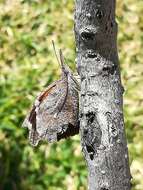 Image of Libytheana carinenta mexicana Michener 1943