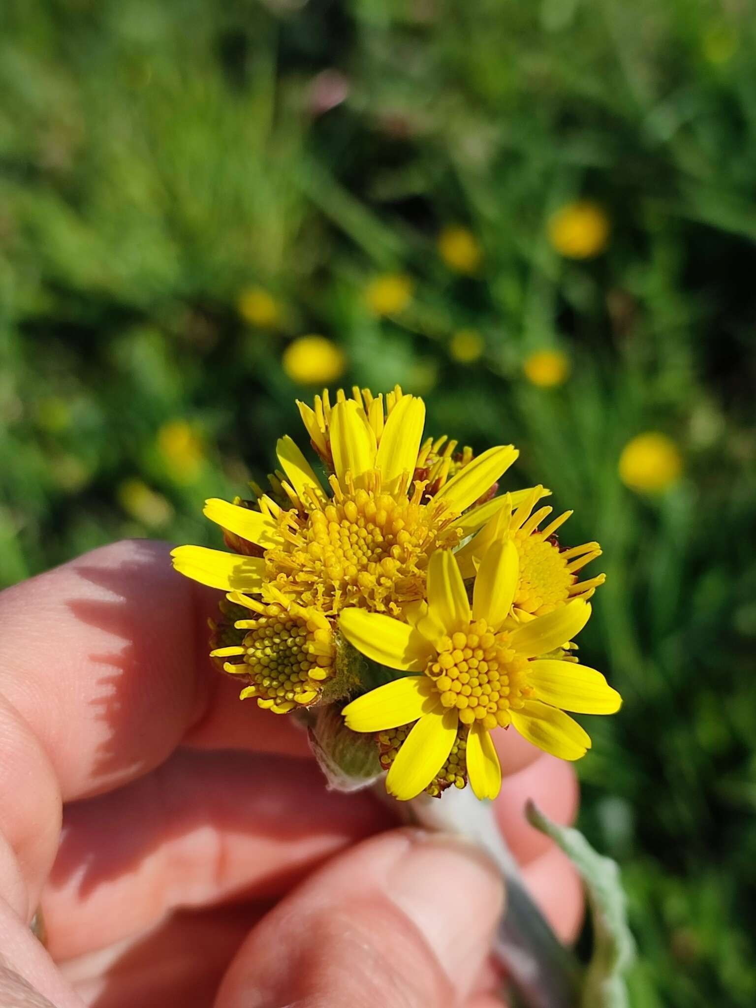 Plancia ëd Tephroseris helenitis subsp. helenitis