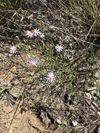 Image of scaleleaf aster