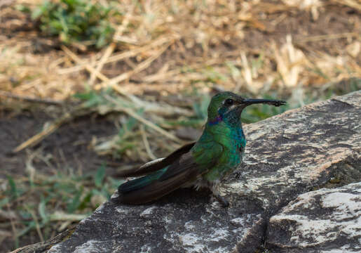 Image of White-vented Violet-ear