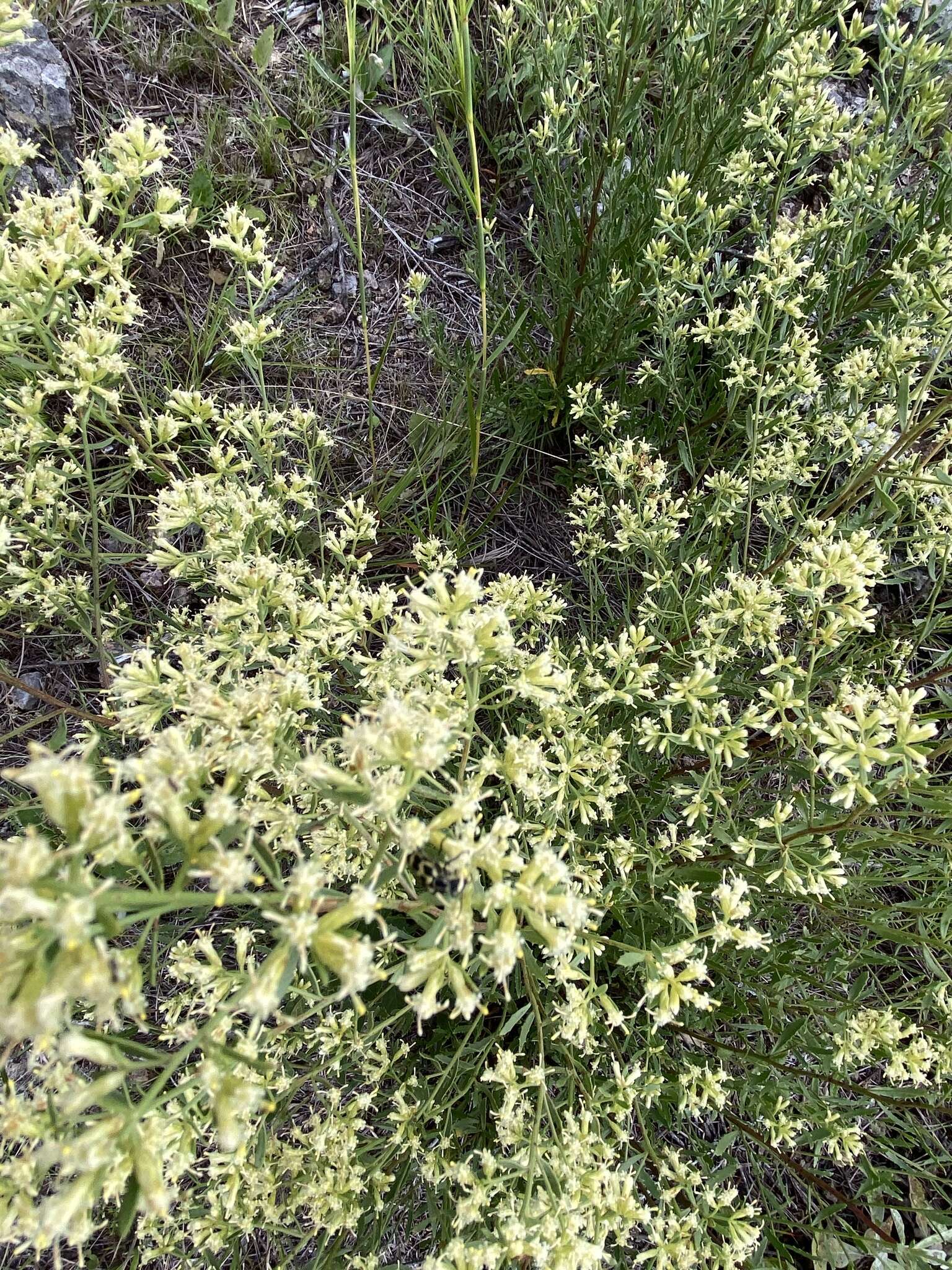 Imagem de Baccharis flabellata Hook. & Arn.