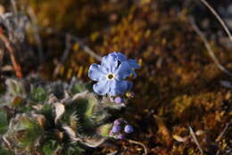 Image de Eritrichium villosum (Ledeb.) Bunge