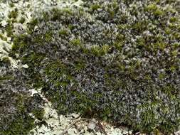 Image of grimmia dry rock moss