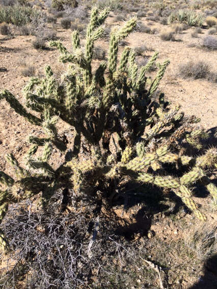 Imagem de Cylindropuntia acanthocarpa (Engelm. & J. M. Bigelow) F. M. Knuth