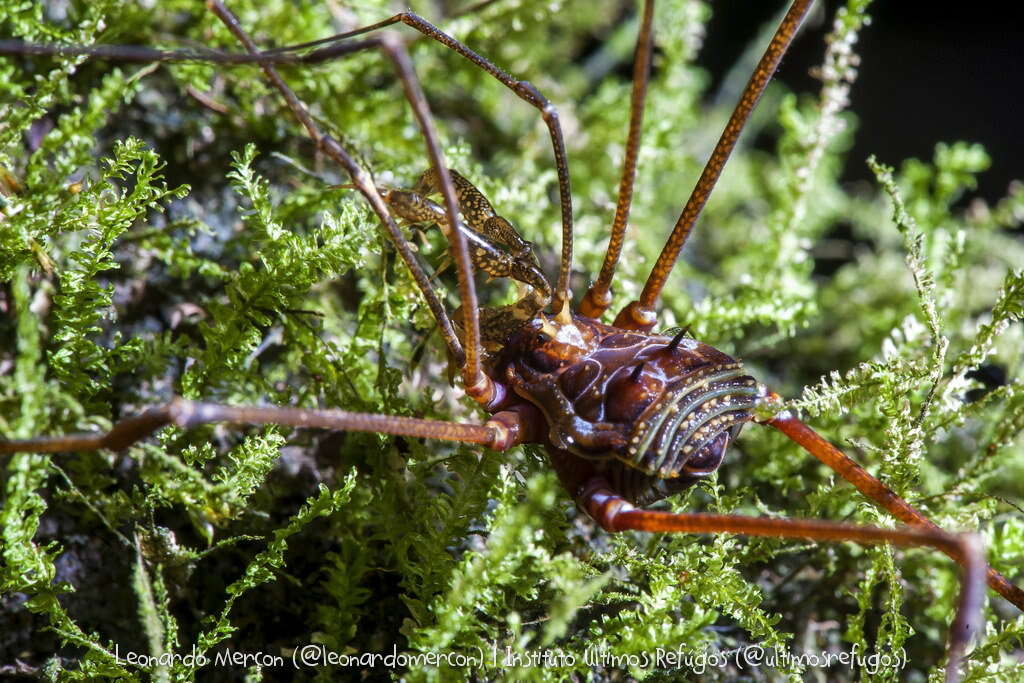 Image of Goniosoma capixaba Da Silva & Gnaspini 2010