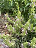 Слика од Pedicularis dichotoma Bonati