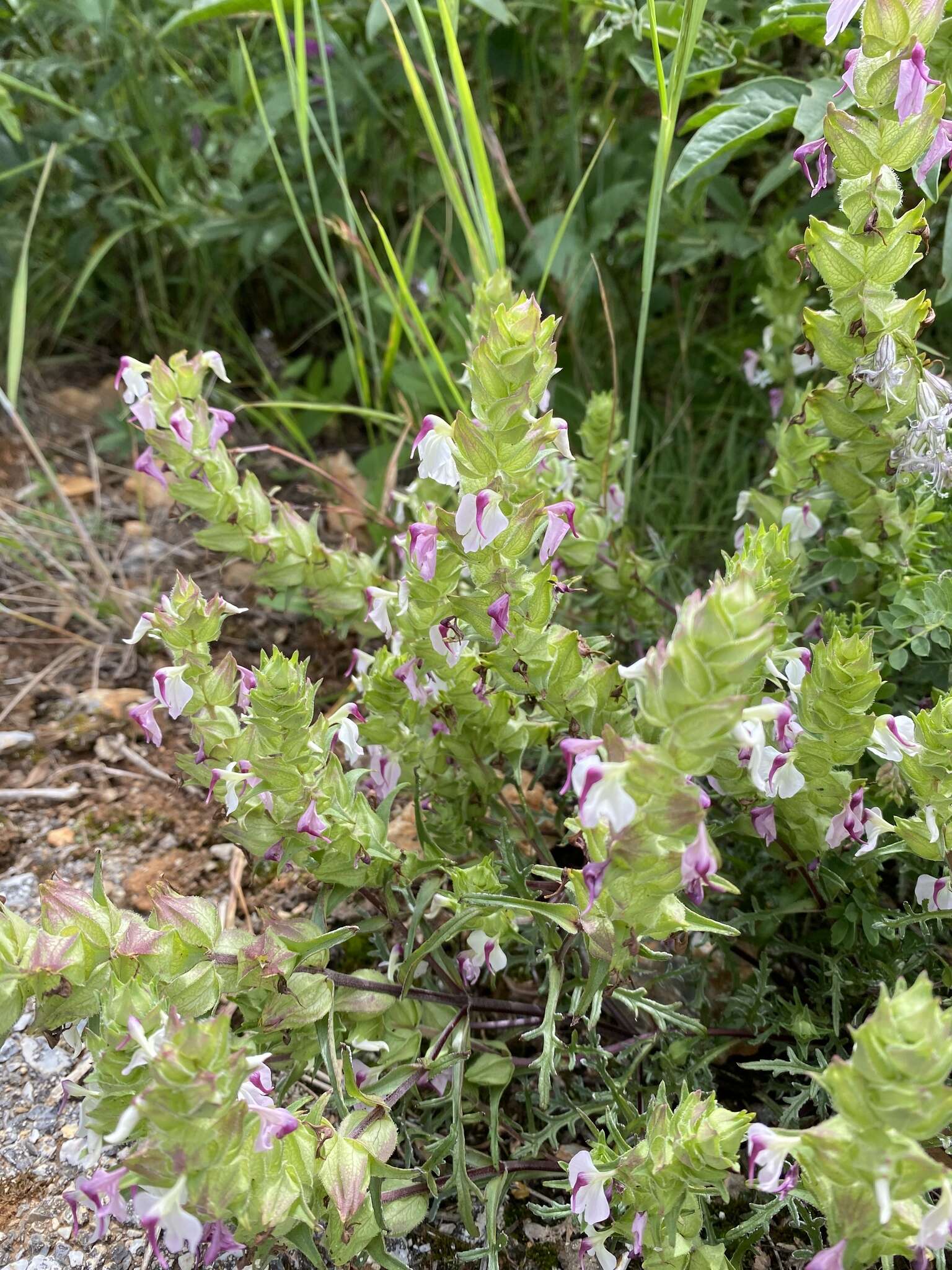 Слика од Pedicularis dichotoma Bonati