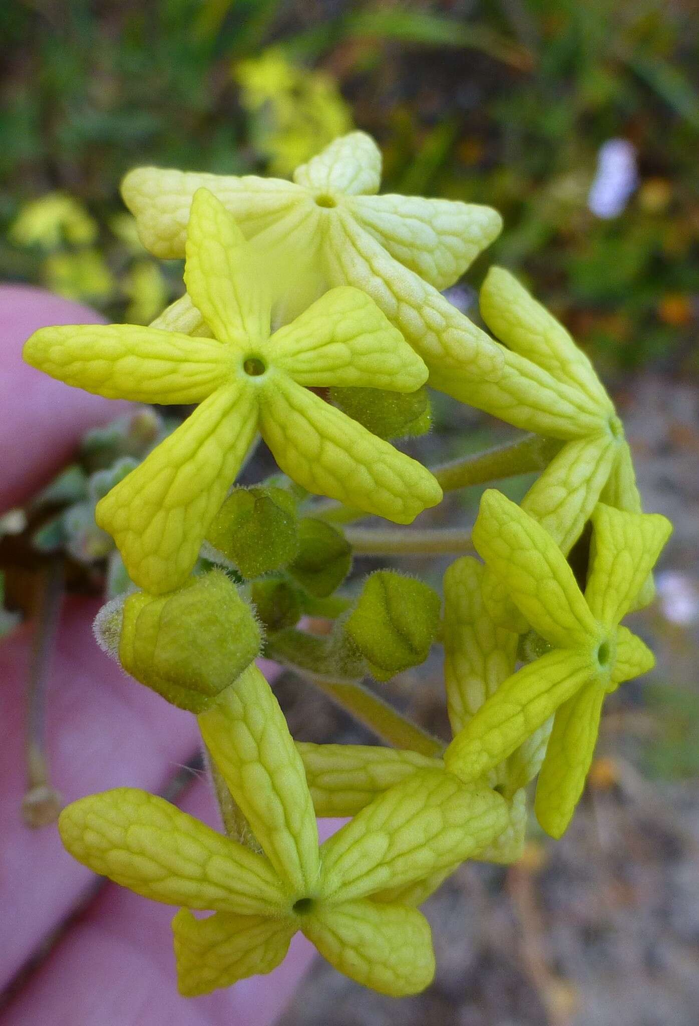 Image of Lyperia lychnidea (L.) Druce