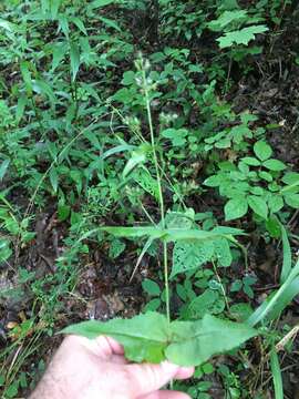 Image of Kral's beardtongue