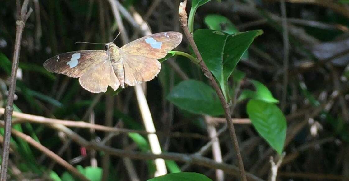 Celaenorrhinus asmara Butler 1879 resmi