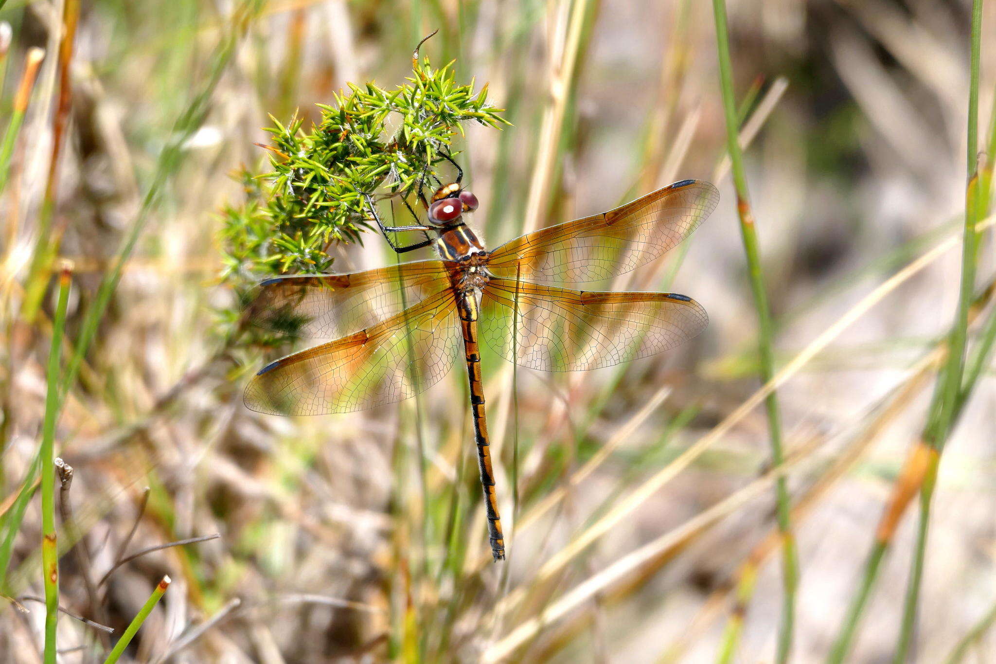 Image of Yellow Presba