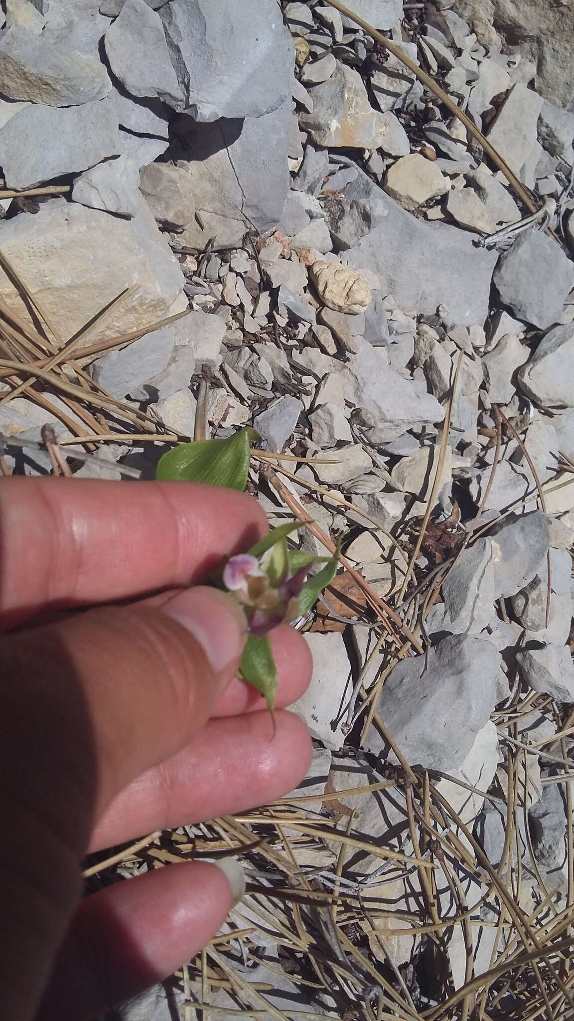 Imagem de Epipactis helleborine subsp. orbicularis (K. Richt.) E. Klein