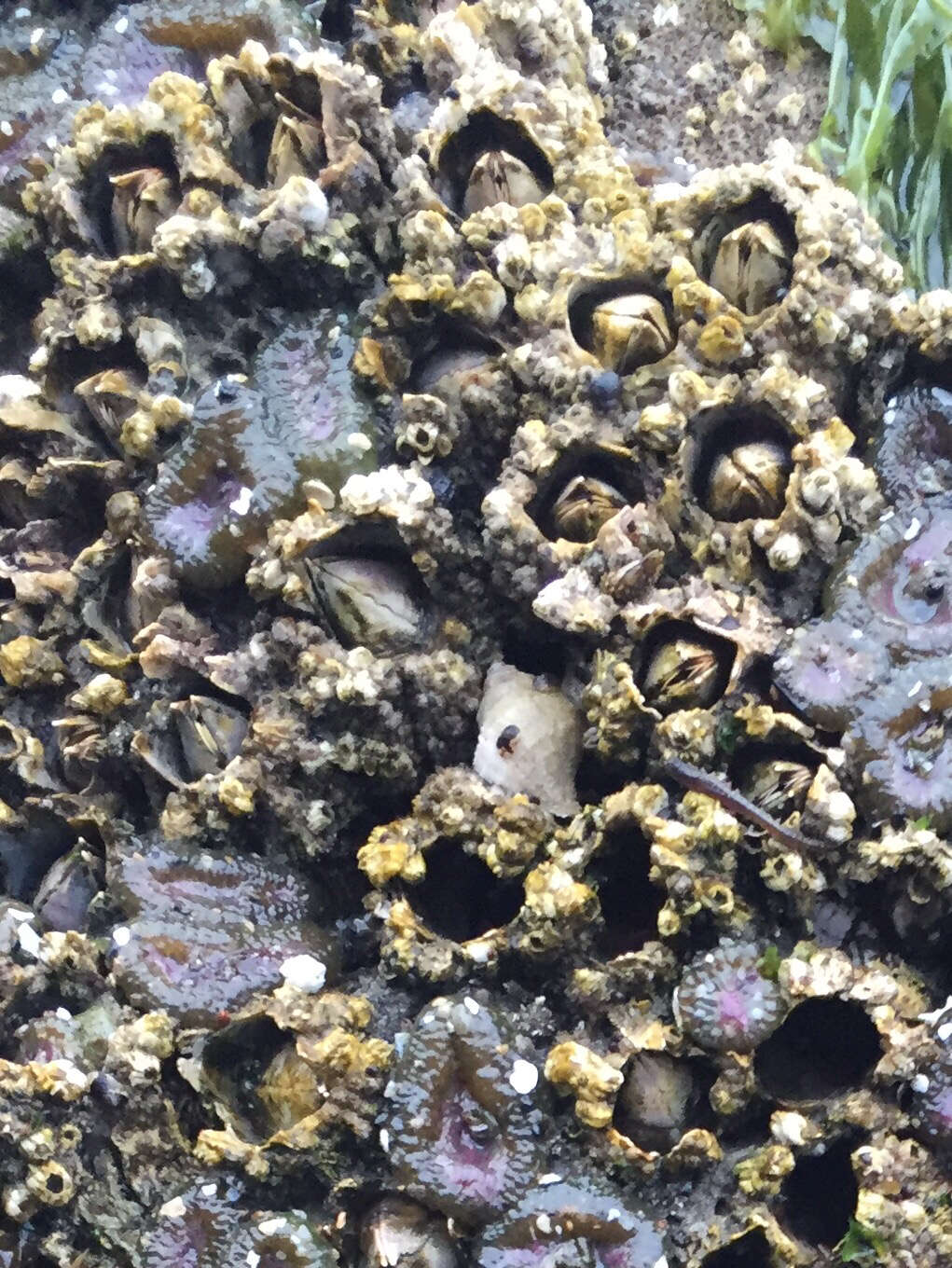 Image of thatched barnacle