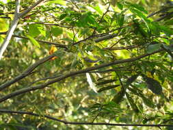 Image of Canada Warbler