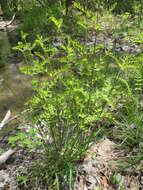 Слика од Osmunda spectabilis Willd.