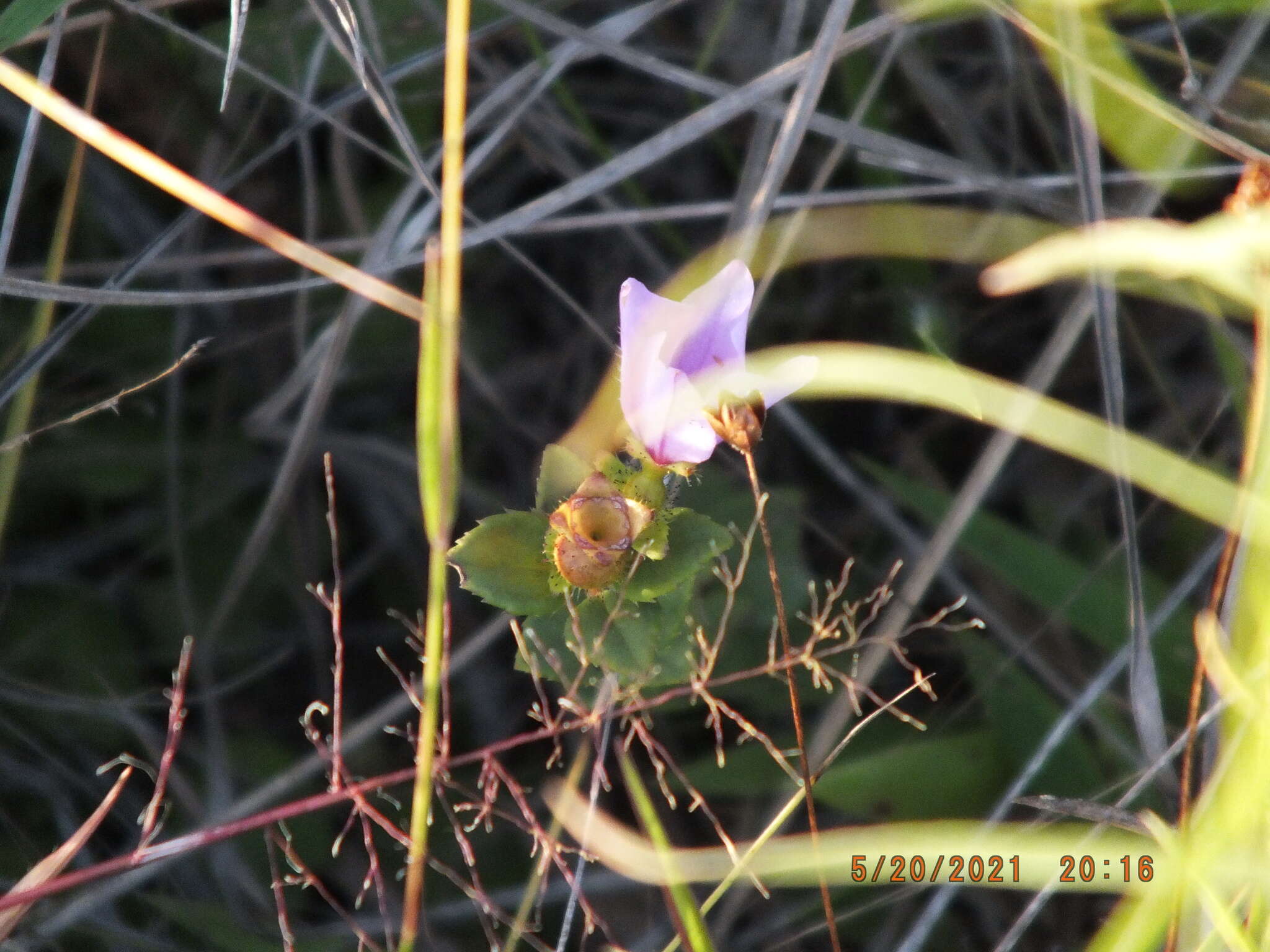 Imagem de Rhexia nuttallii C. W. James