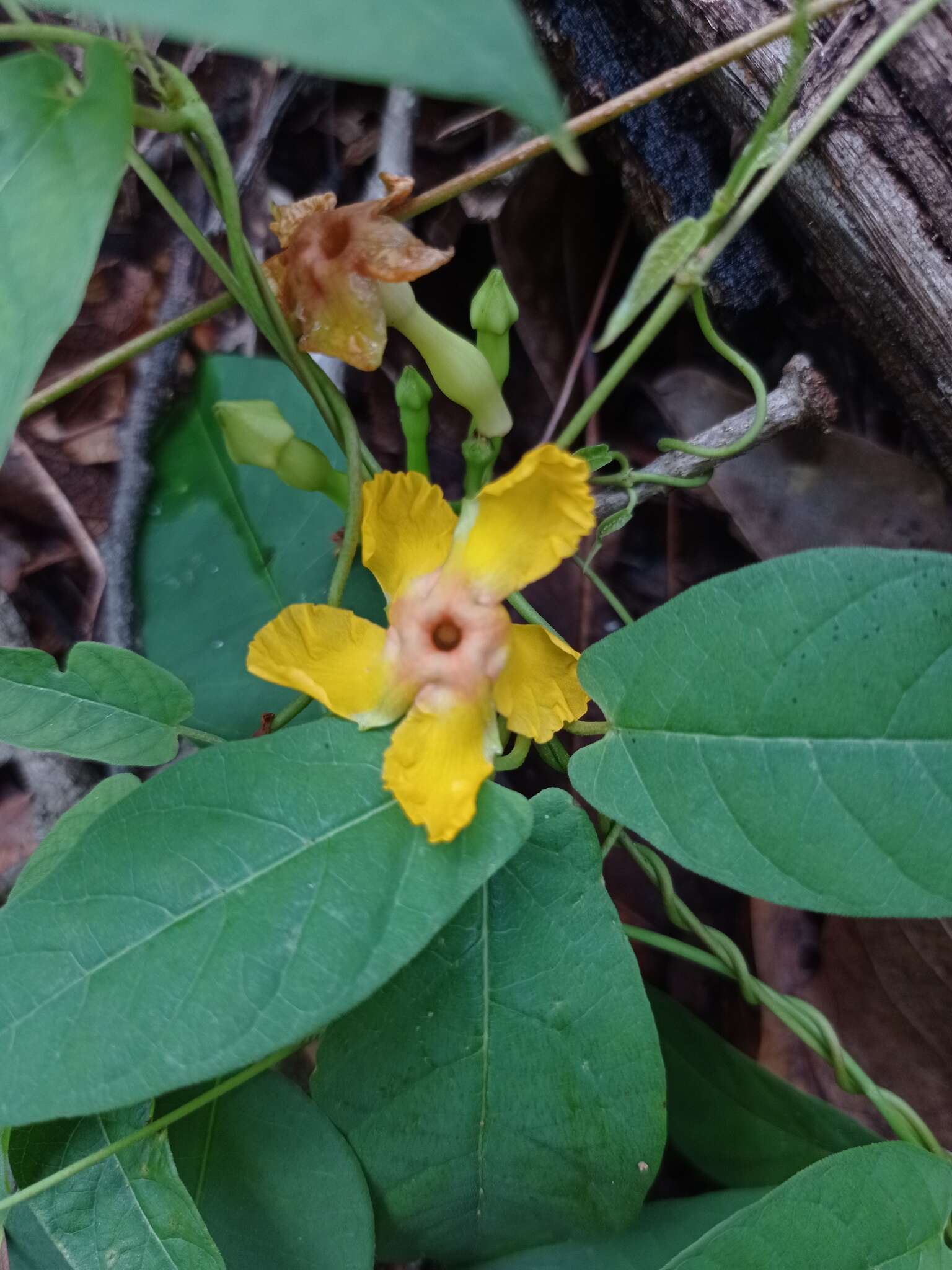 Image of Mandevilla subsagittata (Ruiz & Pav.) R. E. Woodson