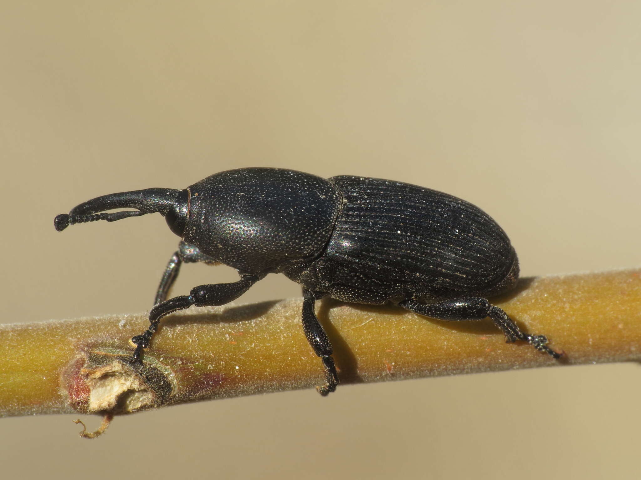 Image of Sisal Weevil