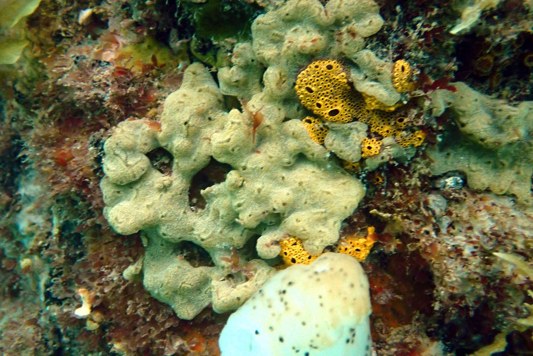 Image of Ascidian